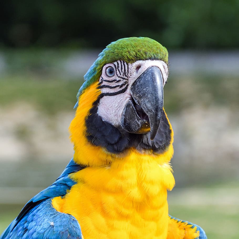 selectivo, fotografía de enfoque, azul, loro, Ara, pájaro, amarillo, guacamayo, oro y guacamayo azul, un animal