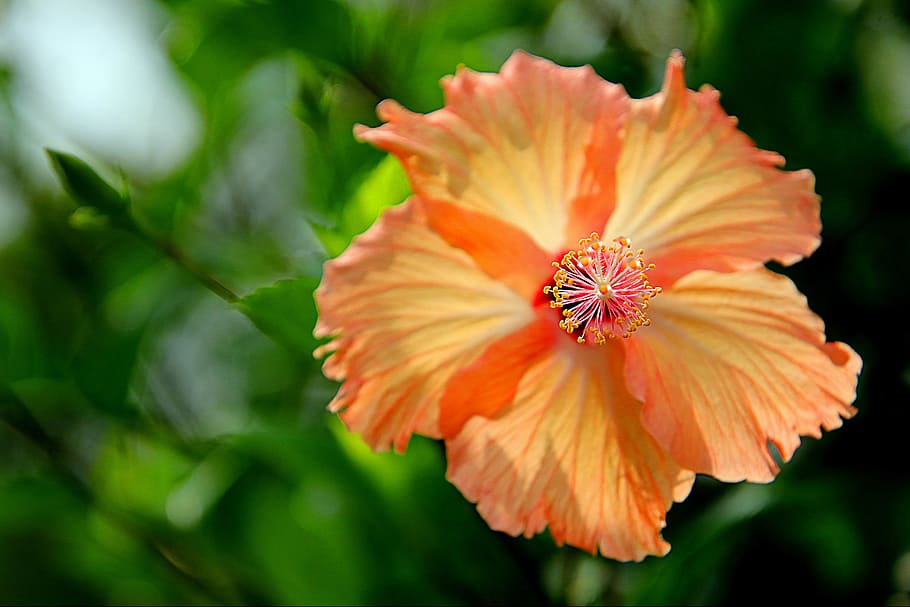 flowers, hibiscus flowers, the garden, plant, the leaves, blooming, pistil, yellow flowers, fresh, a flower