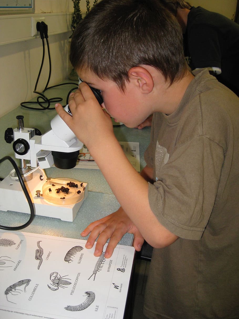 children, activities, microscope, fauna, soil, one person, males, men, indoors, real people