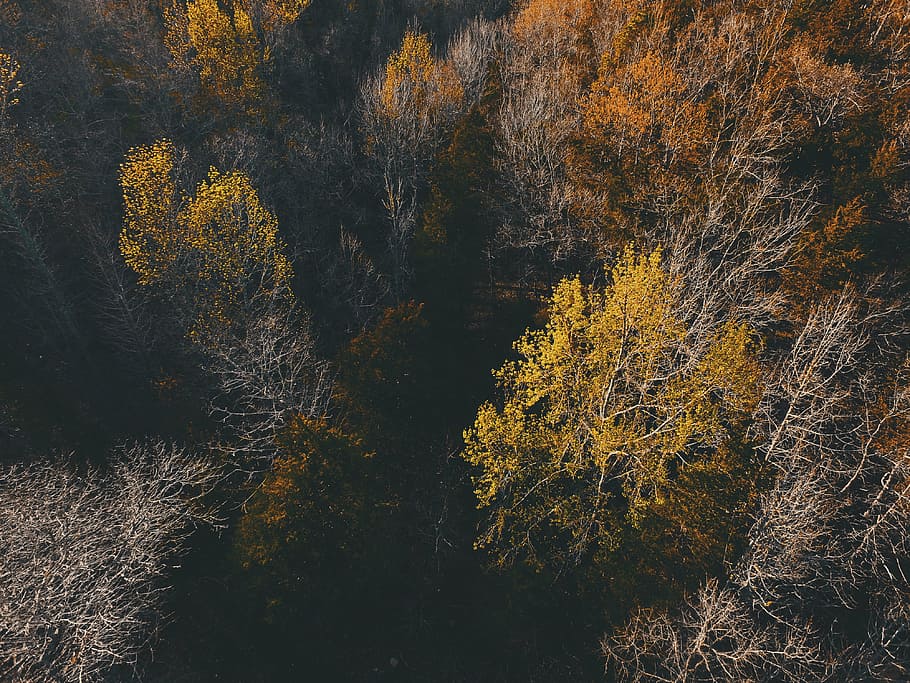bird, eye view, tall, trees, nature, landscape, woods, forest, leaves, aerial