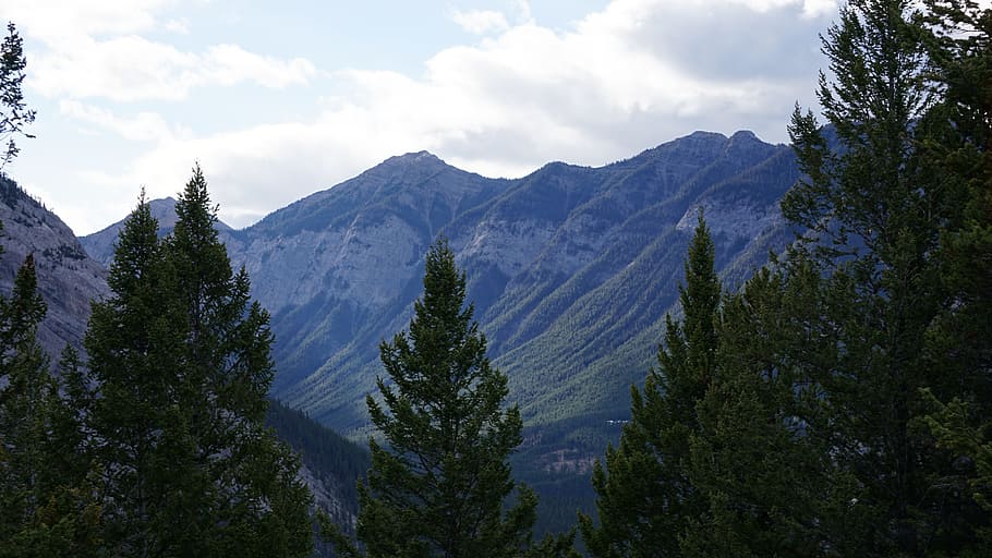 Wood, Mountain, Canada, Banff, Rockies, wood, mountain, nature, mountain Range, scenics, landscape