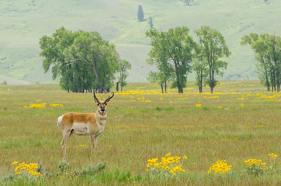 pronghorn, buck, wildlife, animal, nature, prairie, grass, antlers, male, horns