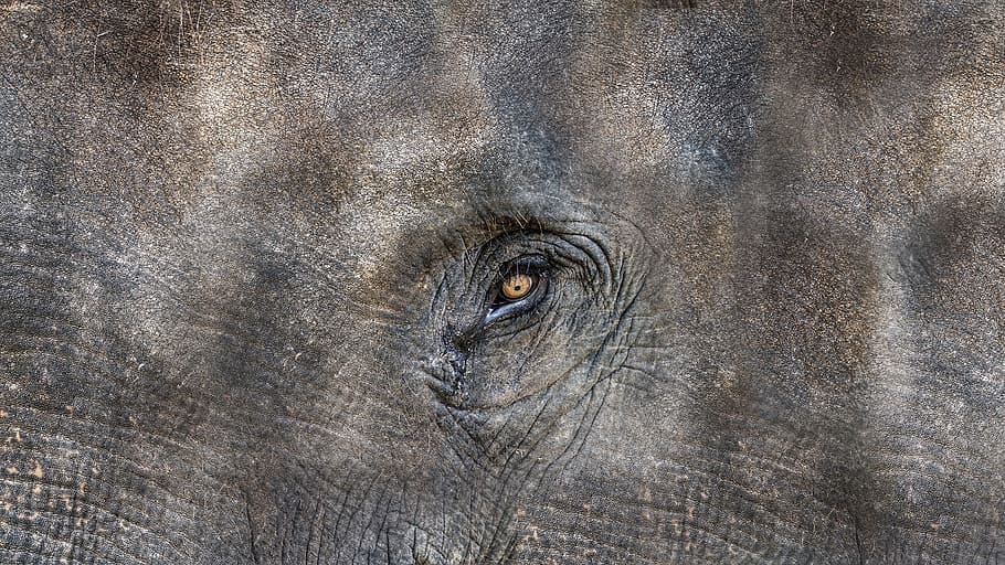 texture, elephant, animal, elephant head, the eye of an elephant, shadow of a man, hidden, canvas, art, backgrounds