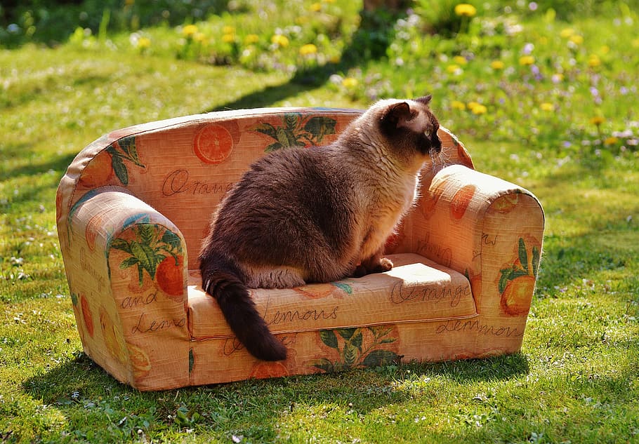 sofa, couch, cat, british shorthair, thoroughbred, fur, brown, beige, blue eye, sweet