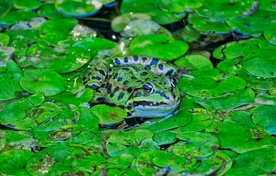frog, amphibians, marsh, aquatic, mare, green, pond, eyes, creature, animal themes