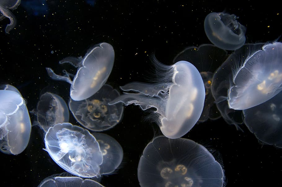 white jellyfishes, jellyfish, aquarium, underwater, peaceful, sea life, jellies, animal, blue, nature