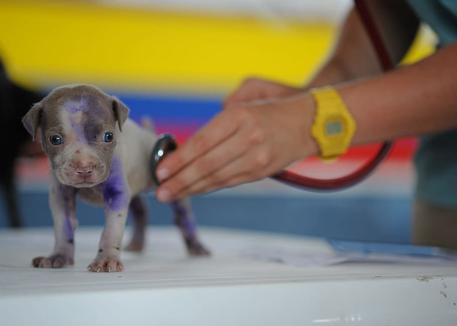 gray, brown, newborn, puppy, examine, dcotor, dog, canine, vet, veterinarian