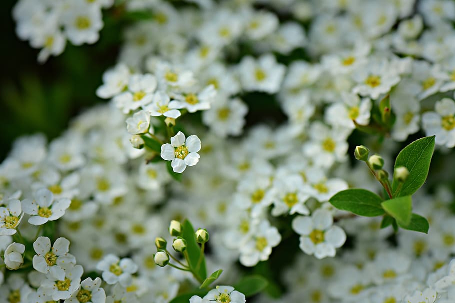 white alyssum, flower, shrub, spring, garden, ornamental, flowering plant, plant, fragility, growth