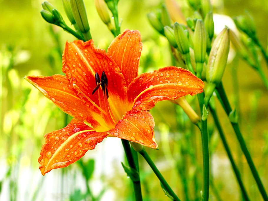 flor, lis, laranja, planta, lírio tigre, flor grande com seis pétalas,  botânica, floresceu, natureza, planta de florescência | Pxfuel