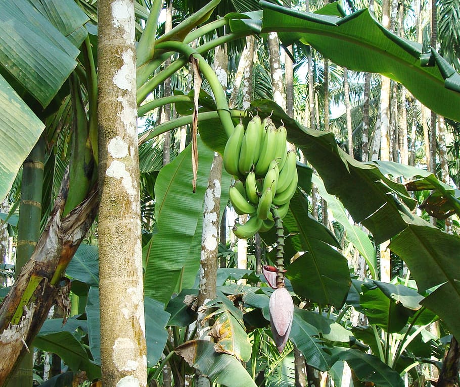 banana, verde, pomar de arecanut, malnad, uttar kannada, índia, planta, crescimento, árvore, folha