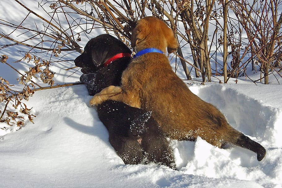 two, short-coated, black, brown, dogs, playing, snow-covered, ground, labrador, playful