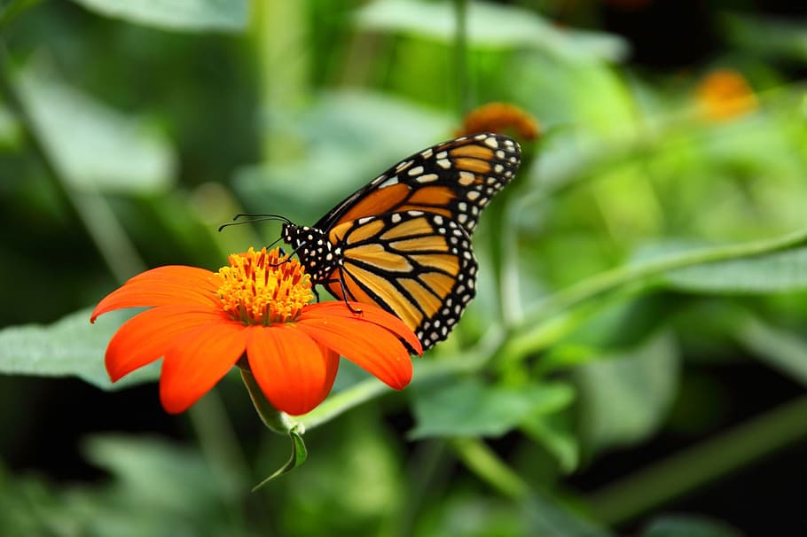 mariposa monarca, rojo, flor de pétalo, animal, hermosa, monarca, mariposa, primer plano, colorido, flor
