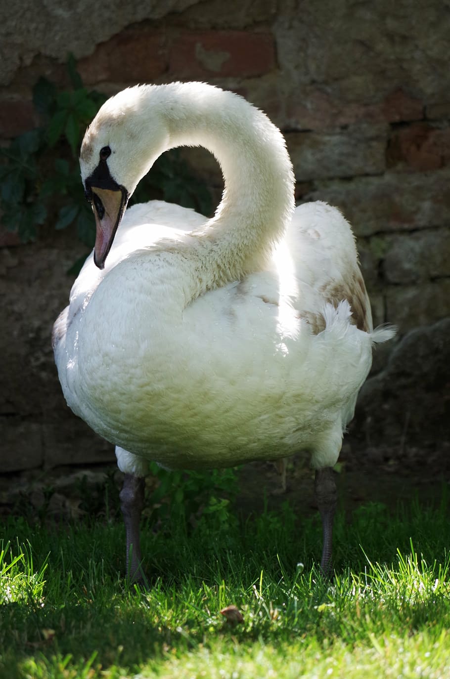 swan, bird, white, aqueous, feathers, beak, animal, nature, wildlife, outdoors