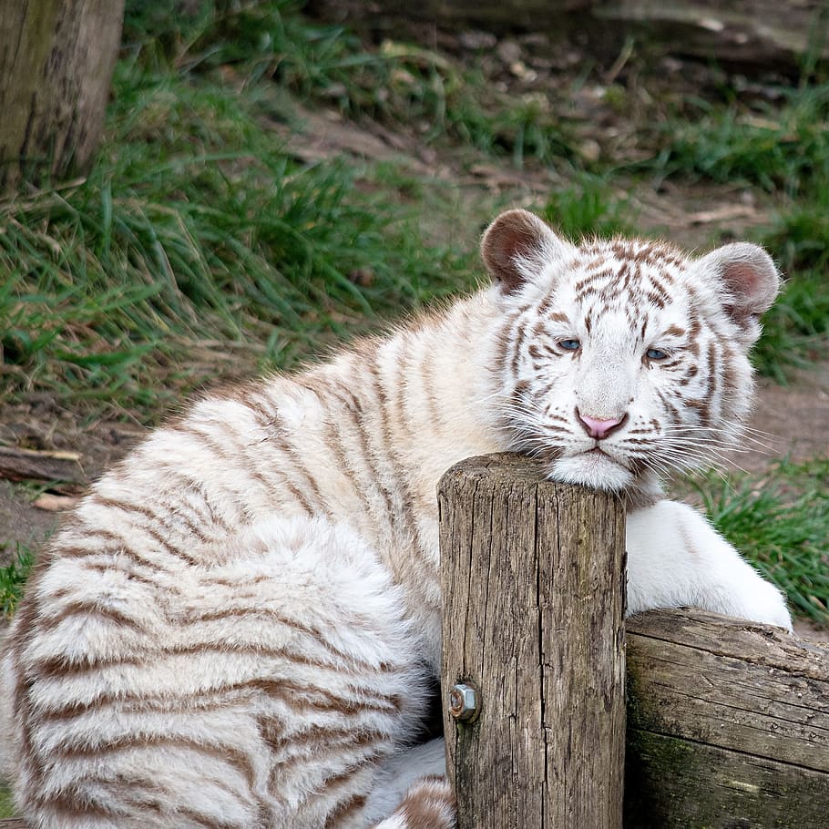 white, brown, tiger, log, animal, white tiger, predator, zoo, cat, dangerous