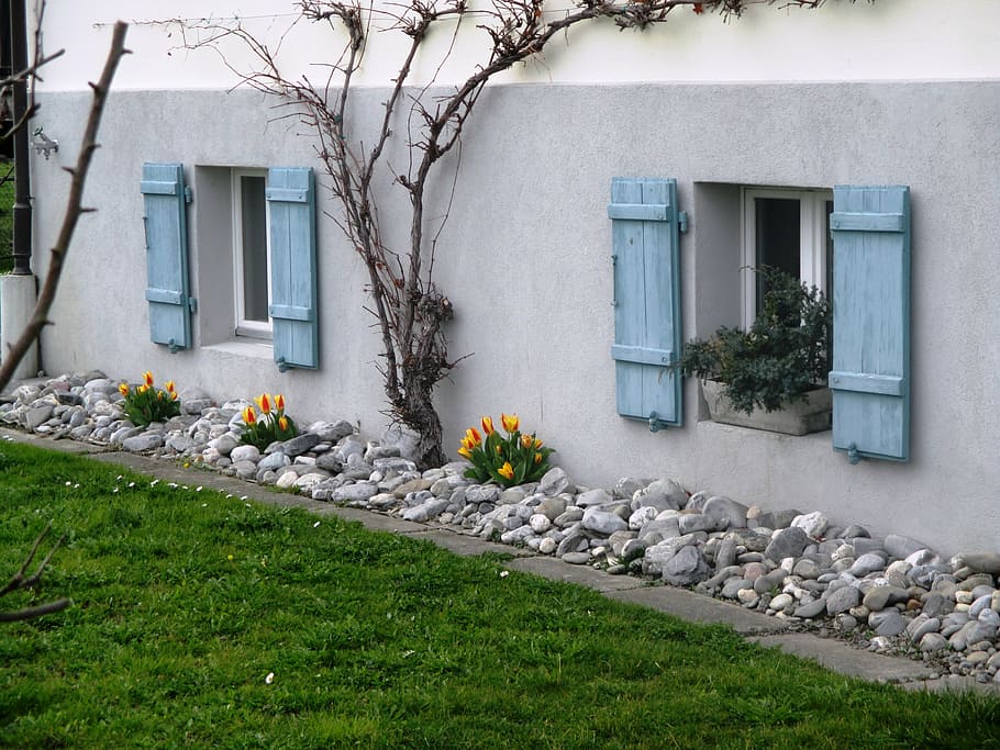 yellow, petaled flowers, bare, tree, wall, idyll, part of the house, stone discounts, tulips, trellis