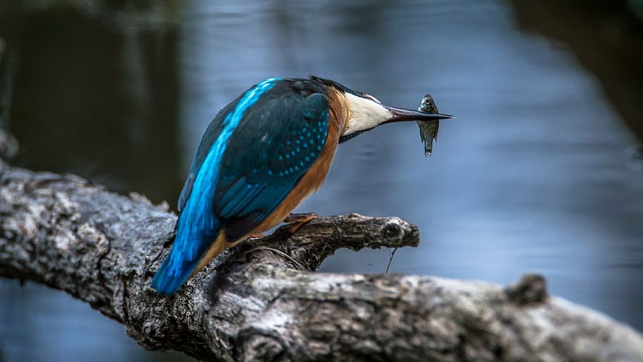 blue, brown, bird, fish, beak, kingfisher, common kingfisher, alcedo atthis, hunter, wild