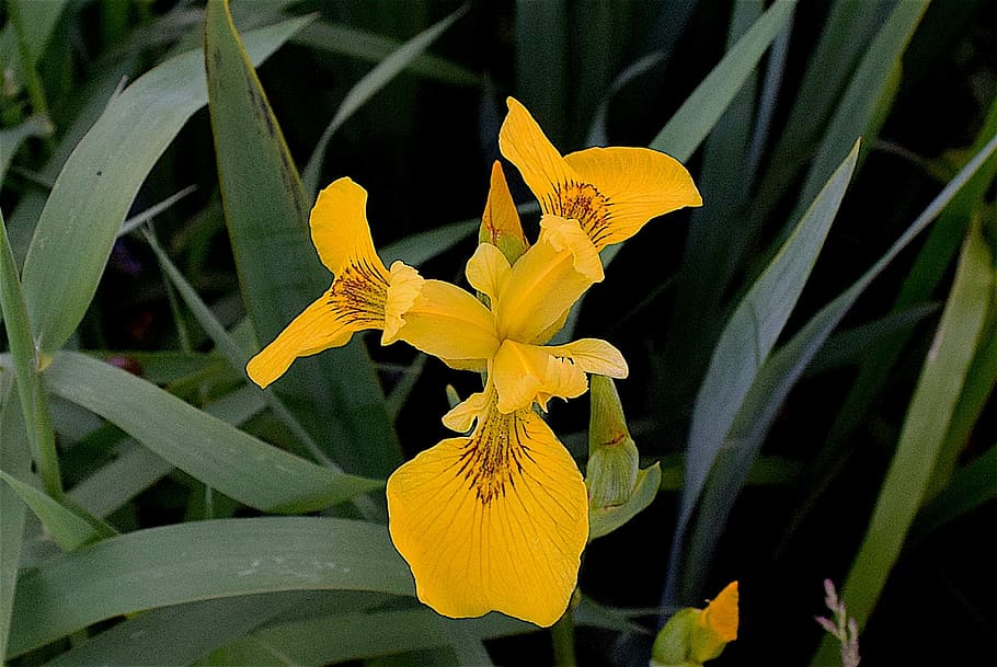 Iris salvaje, amarillo, planta, iris, salvaje, flor, naturaleza, primavera,  verde, jardín | Pxfuel