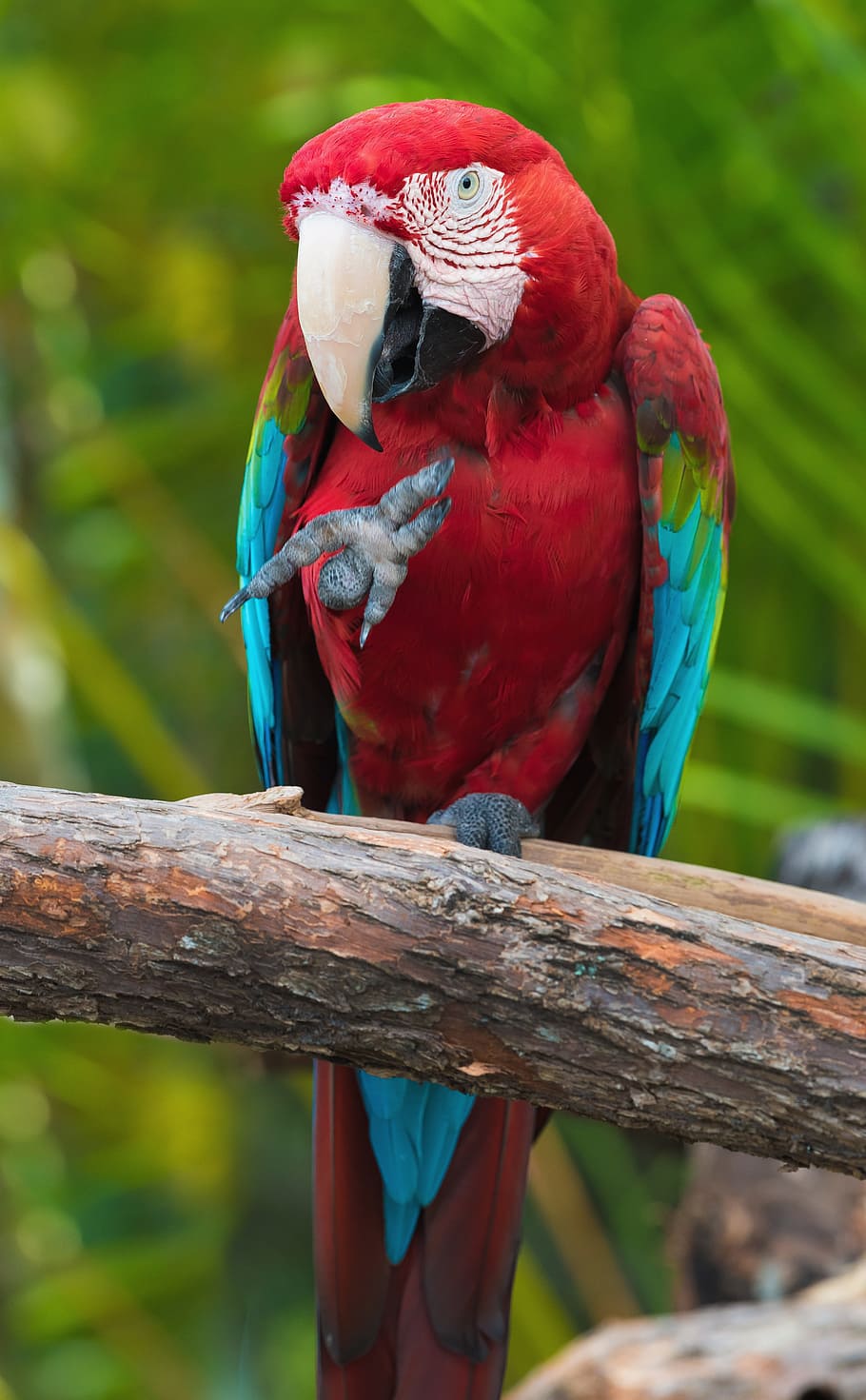 scarlet, macaw, perched, brown, wood, closeup, Scarlet Macaw, brown wood, parrot, bird