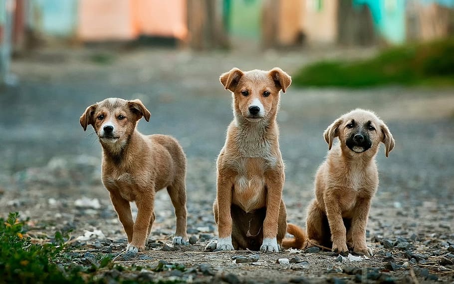 Tres, de pelo corto, marrón, cachorros, calle, durante el día, perros, mascotas, animales, lindo
