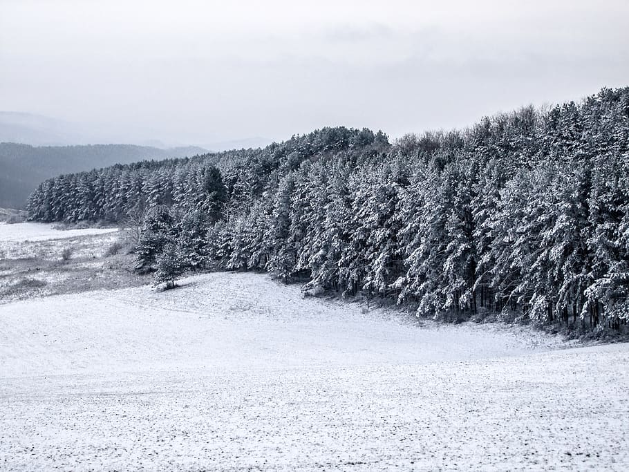 winter, forest, landscape, snow, nature, snowy, cold, wintery, trees, white