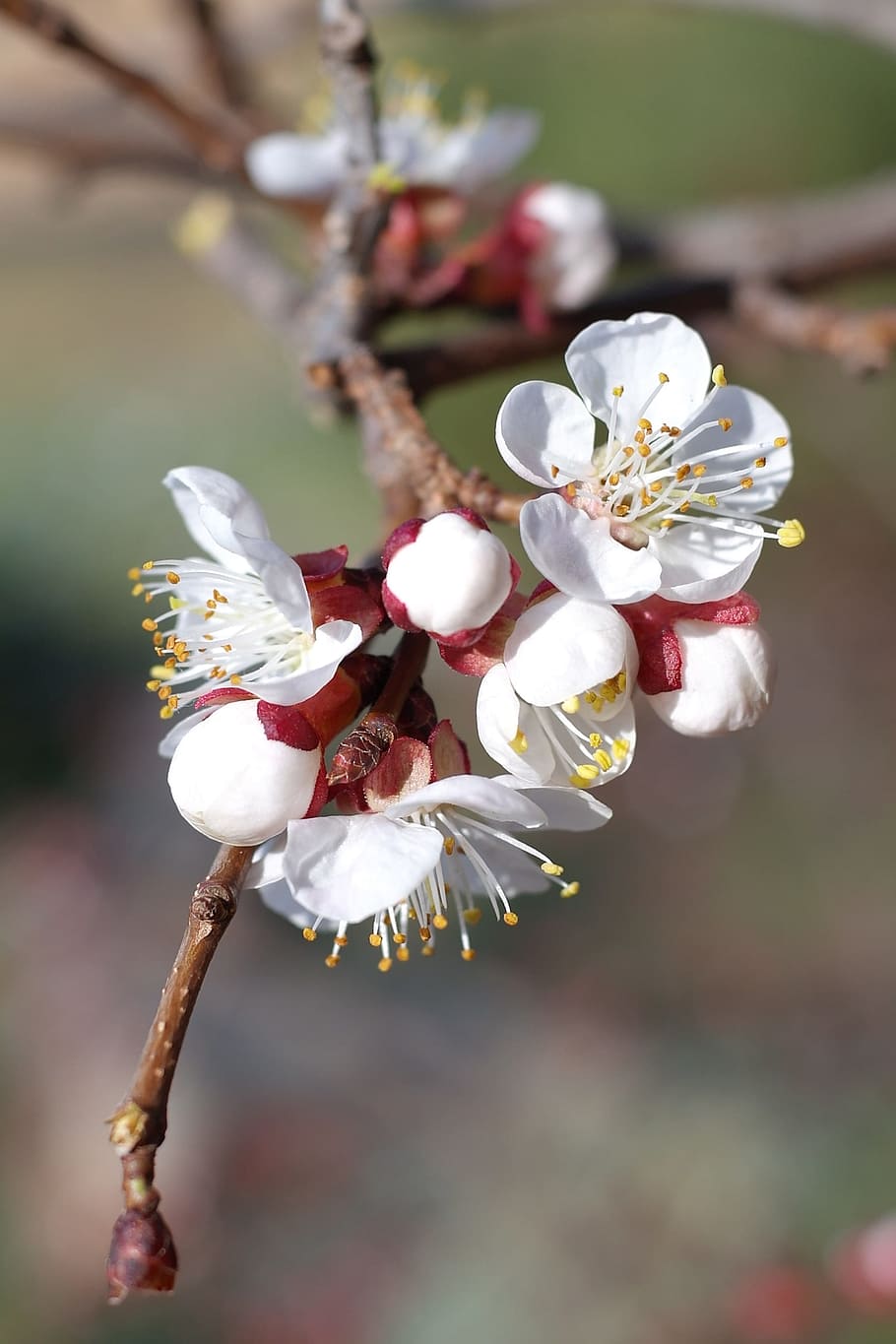 桜 木 花 白い花 白 春 自然 庭 開花植物 鮮度 Pxfuel