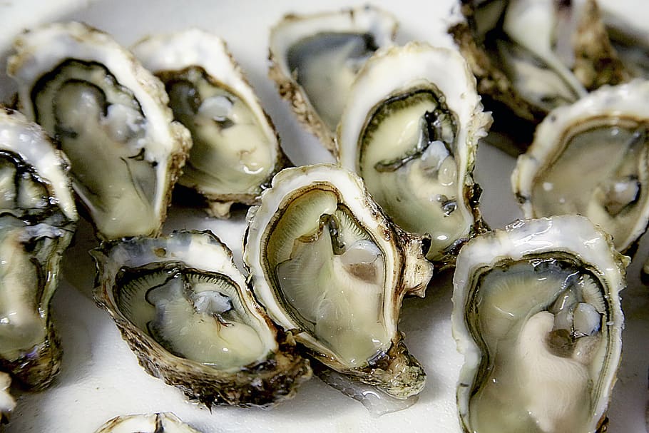 closeup, photography, opened, oysters, oyster, shell, seafood, crustaceans, food, food and drink