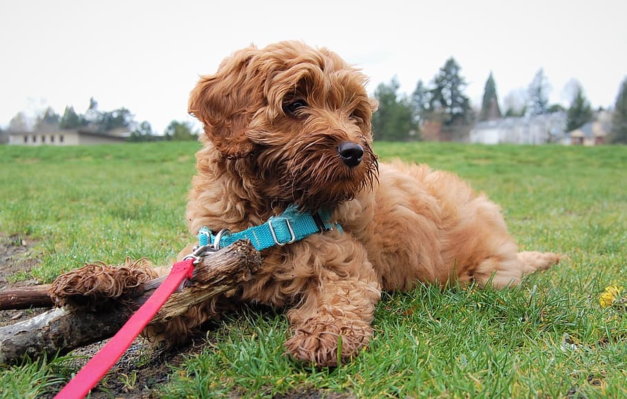 Puppy, Cute, Labradoodle, Leash, Harness, cute puppy, dog, pup, adorable, sweet