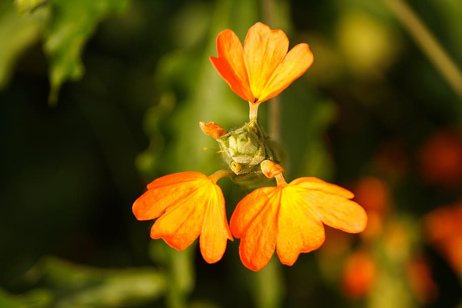 crossandra infundibuliformis, цветок фейерверка, цветок канакамбарам, трехлепестковый цветок, цветок, цветок оранжевого лепестка, цветок апельсина, цветущее растение, хрупкость, свежесть