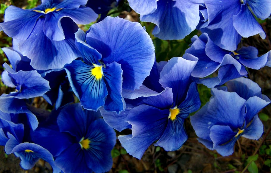 amor perfeito, azul, flor de primavera, planta, flor, fragilidade, vulnerabilidade, frescura, pétala, beleza da natureza