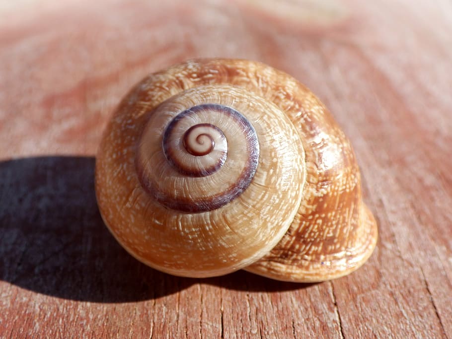snail, shell, spiral, molluscum, animal shell, gastropod, one animal, animal themes, close-up, nature