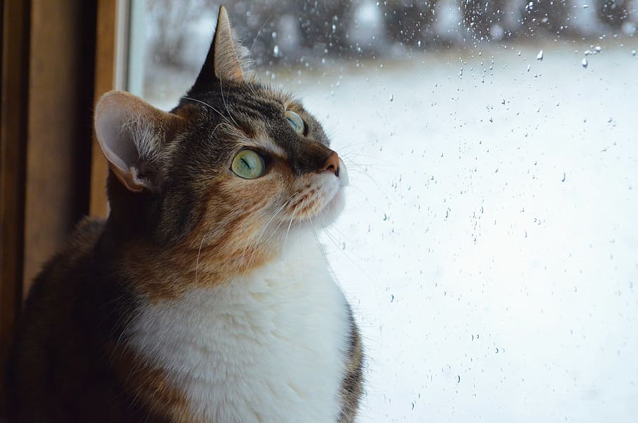 gato atigrado marrón, gato, gatito, animal, mascota, ventana, vidrio, lluvia, nacional, mascotas