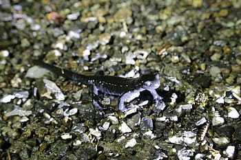 Halaman 3 - Foto salamander - Pxfuel