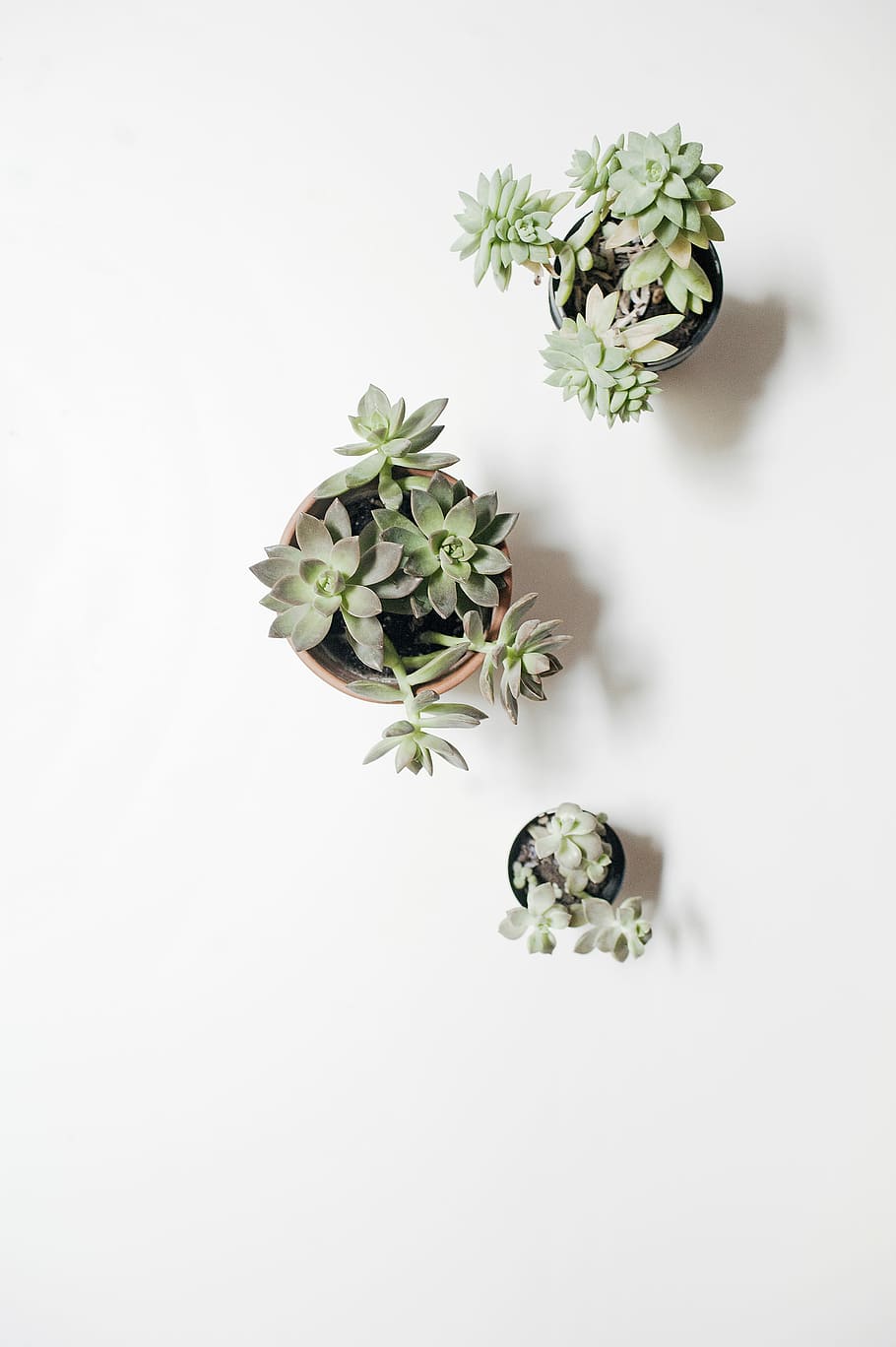 three, green, succulents, pots, white, surface, white surface, gray, plants, nature
