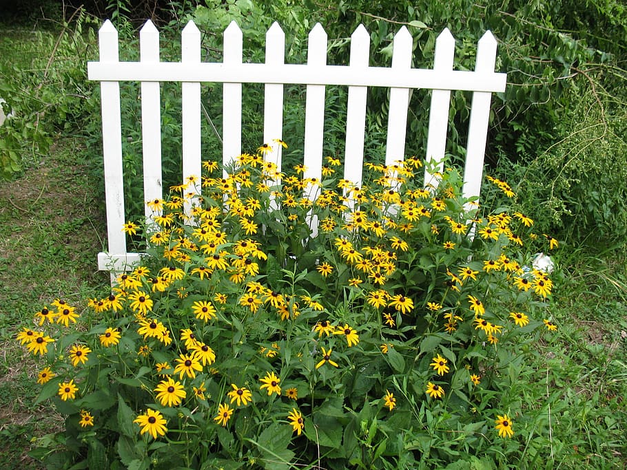 Picket Fence, Flowers, fence, cone flowers, homestead, garden, white picket fence, flower, yellow, plant