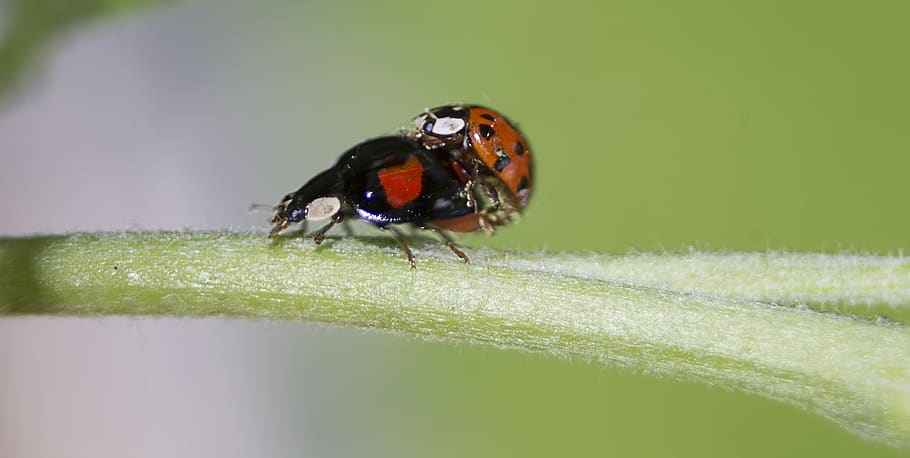 beetle, pairing, insect, ladybug, macro, close up, reproduction, plant, couple, animal themes