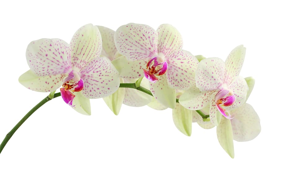 verde, orquídea mariposa, fotografia, fotografia closeup, orquídea, branco, flores, flor, fundo branco, cor rosa