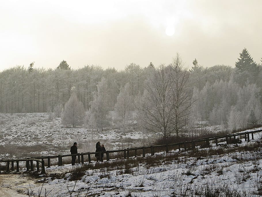 Trap, Forest, Winter, Snowy, Fog, Sun, snow, cold, white, winter landscape