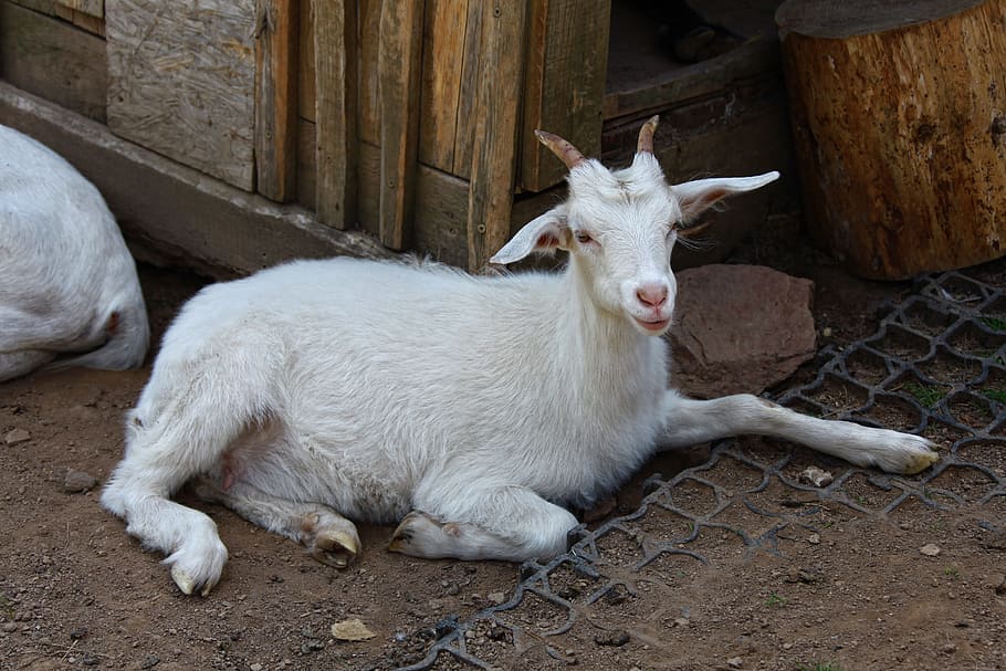 goat, white goat, animal, lying, enclosure, animal themes, mammal, domestic animals, domestic, pets