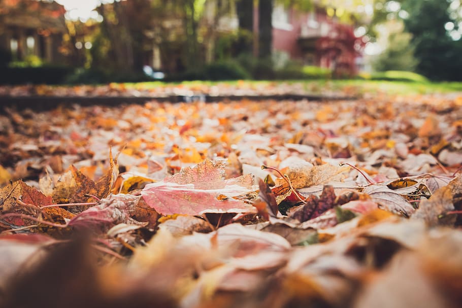caído, folhas, natureza, outono, fechar-se, rua, bairro, ao ar livre, casa, árvore
