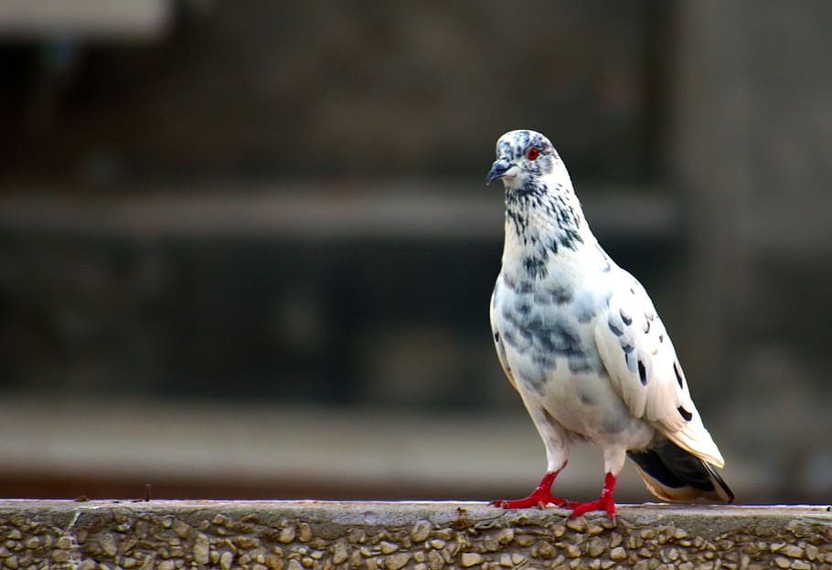 white grey pigeon, domestic pigeon, bird, cross-breed, vertebrate, animals in the wild, one animal, animal wildlife, focus on foreground, dove - bird