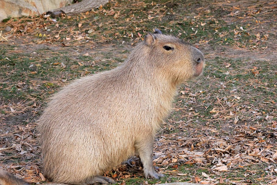 Capybara, Hewan Pengerat, Hewan, Margasatwa, Liar, zoologi, mamalia, spesies, hutan belantara, lingkungan