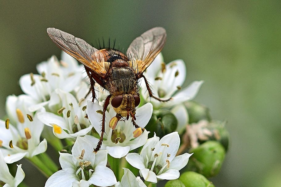 hoverfly, serbuk sari, mekar, merapatkan, taman, serangga, invertebrata, tema hewan, bunga, satwa liar hewan