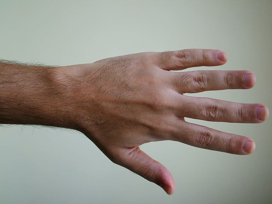 person, showing, left, hand, body, detail, human Hand, people, human body part, studio shot