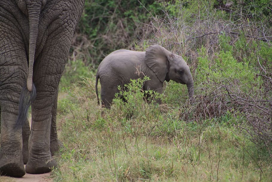 elefante, elefante africano, parque nacional, deserto, safari, natureza, animais, pele, pele de elefante, estrutura
