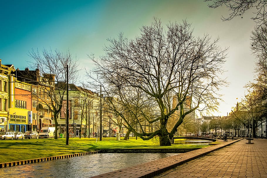 rotterdam, green, tree, sunlight, colors, plant, netherlands, architecture, building exterior, sky