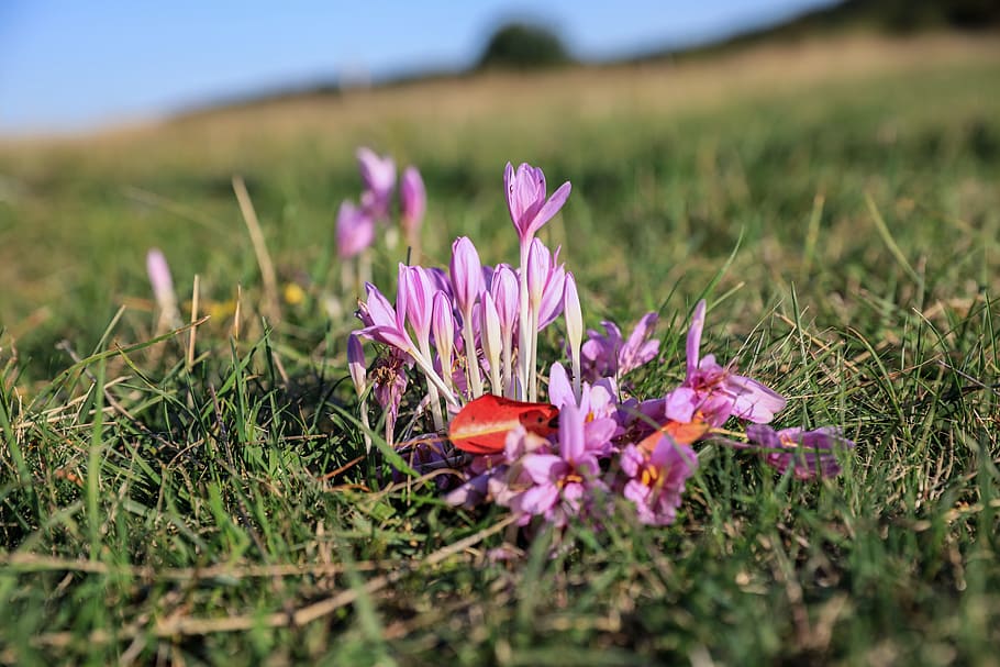 サフラン 法的に保護された 花 秋のクロッカス 秋の花 ピンクの花 野生の花 植物 自然 フィールド Pxfuel