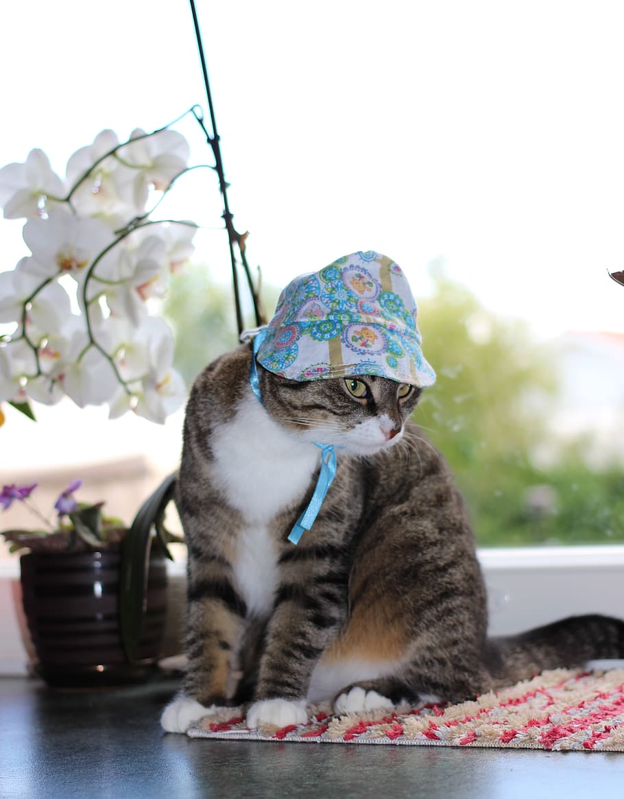 The Mad Hatter, tabby, cat, floral, bandana, one animal, animal themes, pets, animal, domestic cat