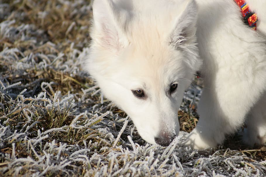 mascota, perro, blanco, cara, perro pequeño, cachorro, wuschelig, olfatear, temas de animales, animal