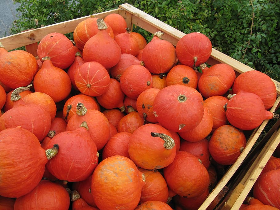 Hokkaido, Pumpkin, Orange, red, thanksgiving, harvest, edible, autumn decoration, hokkaidokürbis, autumn