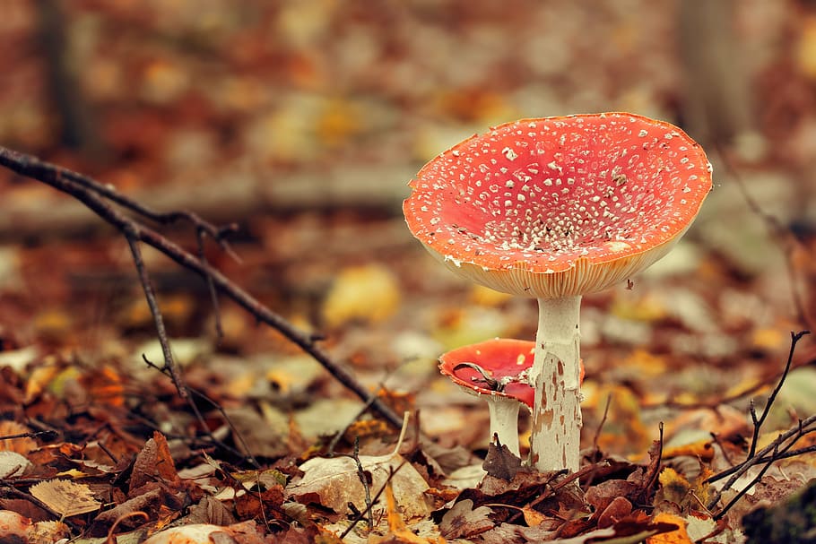mushrooms, autumn color, undergrowth, amanita muscaria, mushroom, autumn, fungus, leaf, nature, close-up